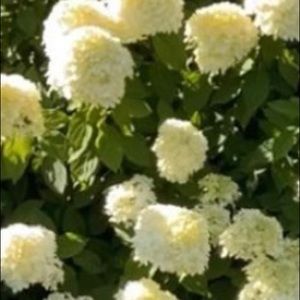 Meet your Posher, Addie